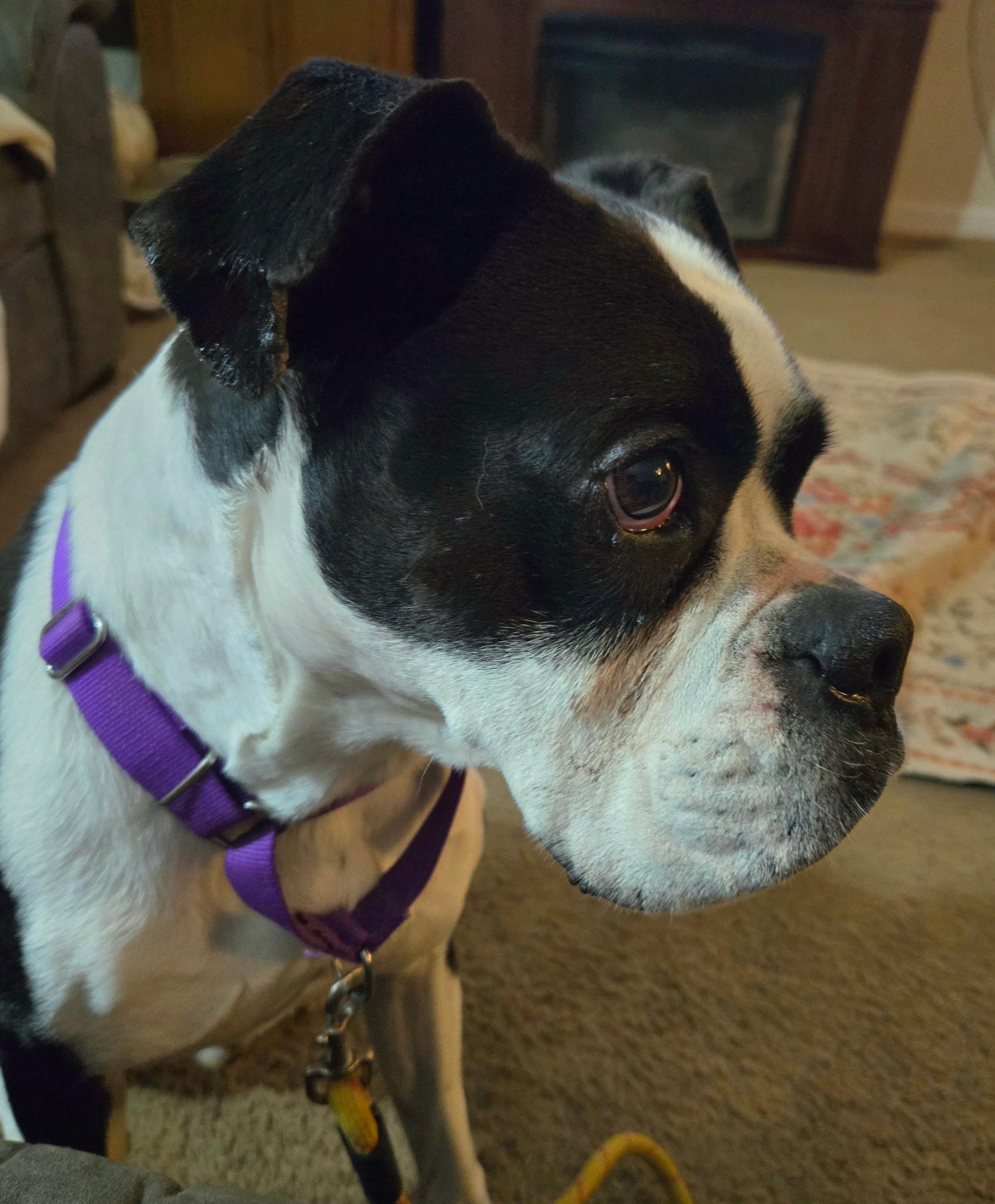Billy - Courtesy Post, ADOPTABLE, Adult Male Boxer.