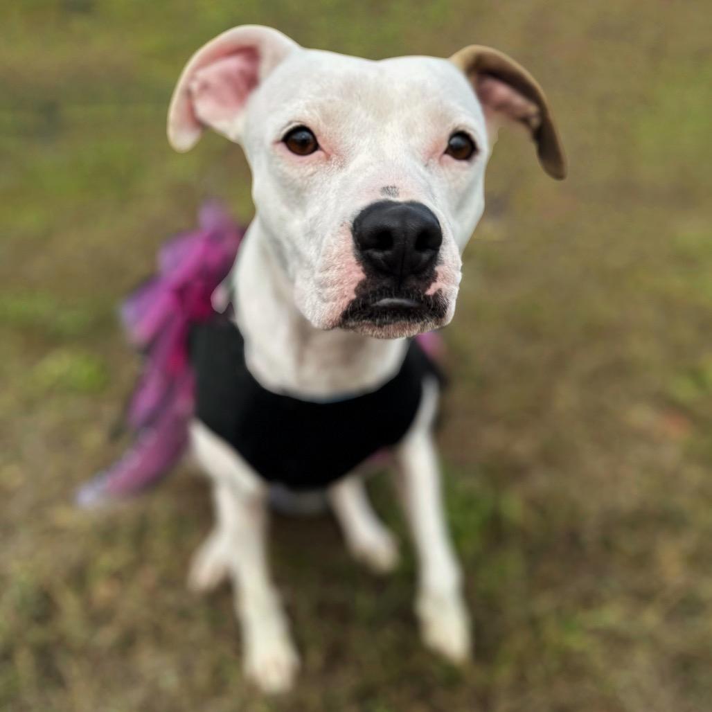 Enlarge Peppa Pig, a Adoptable mixed breed in Valdosta , GA image 2/6