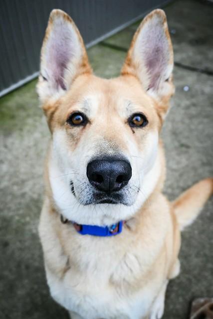 EDEN, Adoptable, Adult Female German Shepherd Dog & Mixed Breed.