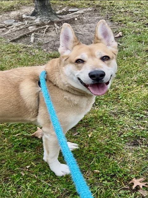 EDEN, Adoptable, Adult Female German Shepherd Dog.