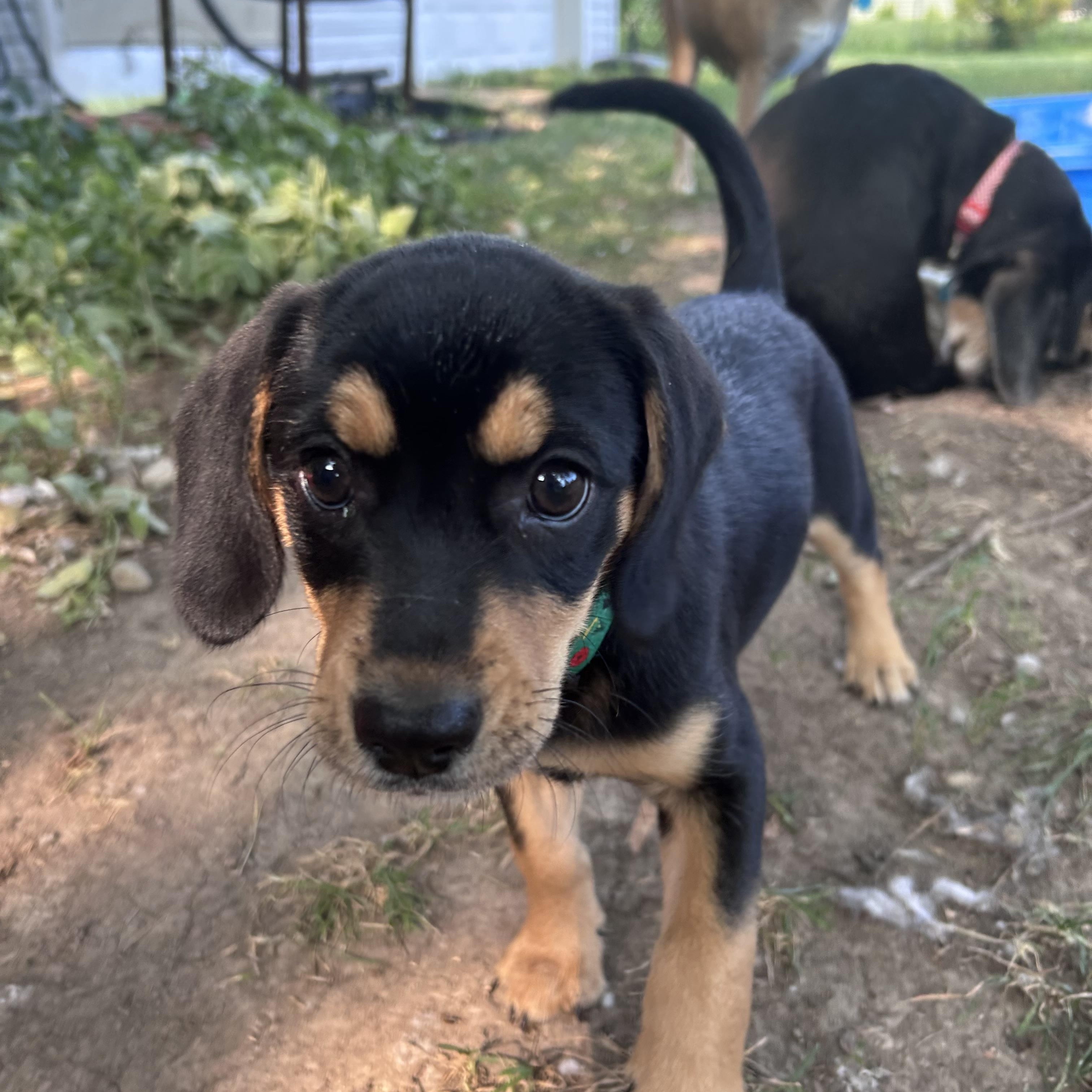 Enlarge Libby, an adopted mixed breed in Muncie, IN image 2/3