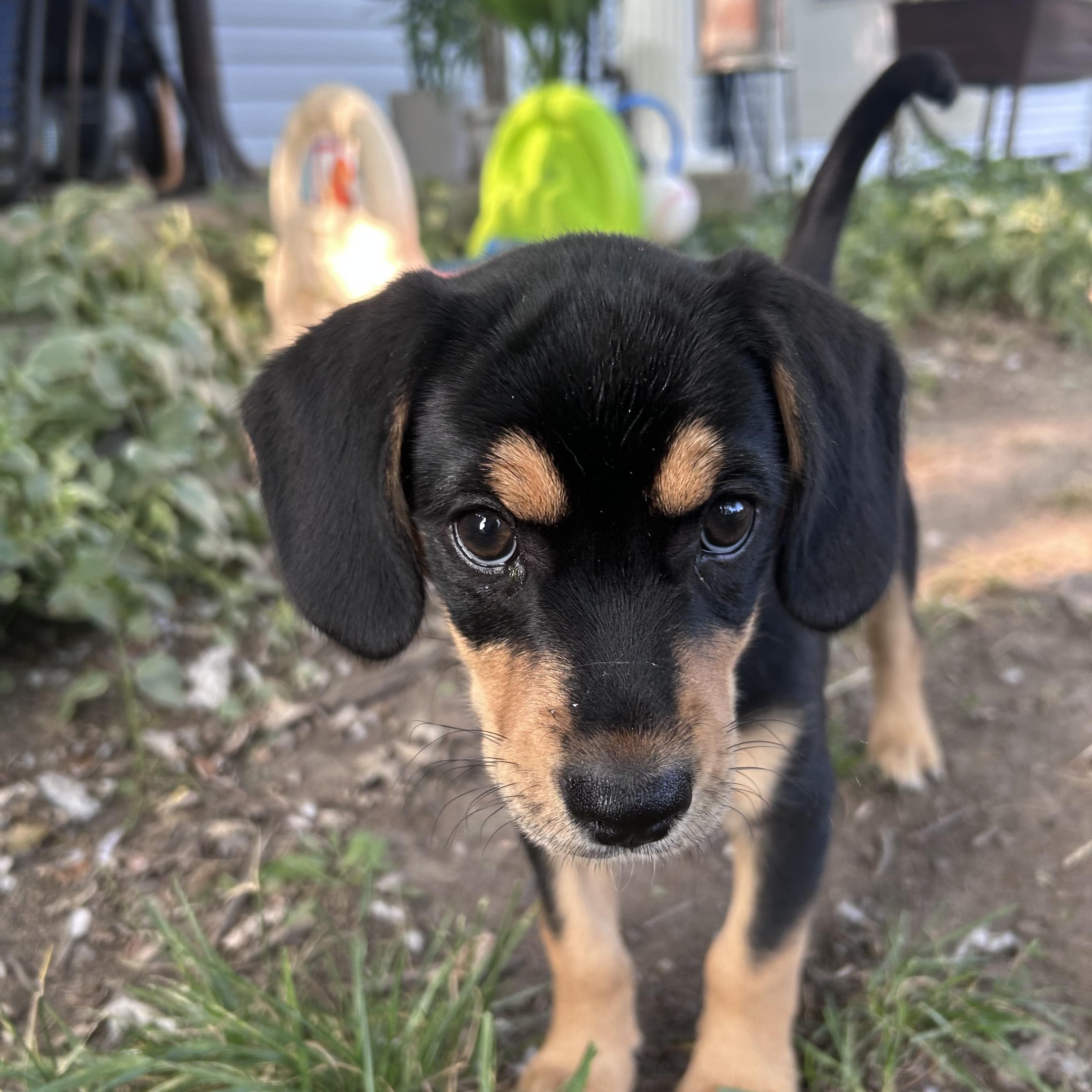 Libby, adopted, Puppy Female Beagle.