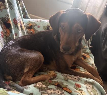 Enlarge Capri, a Adoptable mixed breed in Wilkesboro, NC image 1/3