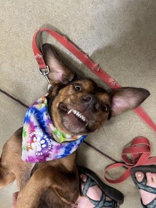 Enlarge Capri, a Adoptable mixed breed in Wilkesboro, NC image 2/3