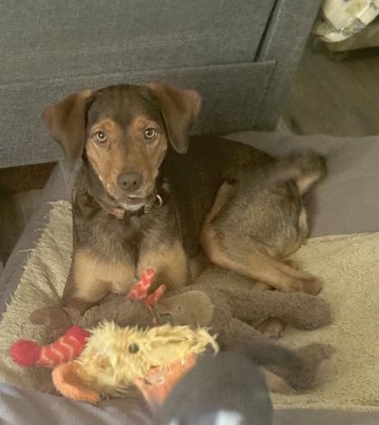 Enlarge Capri, a Adoptable mixed breed in Wilkesboro, NC image 3/3