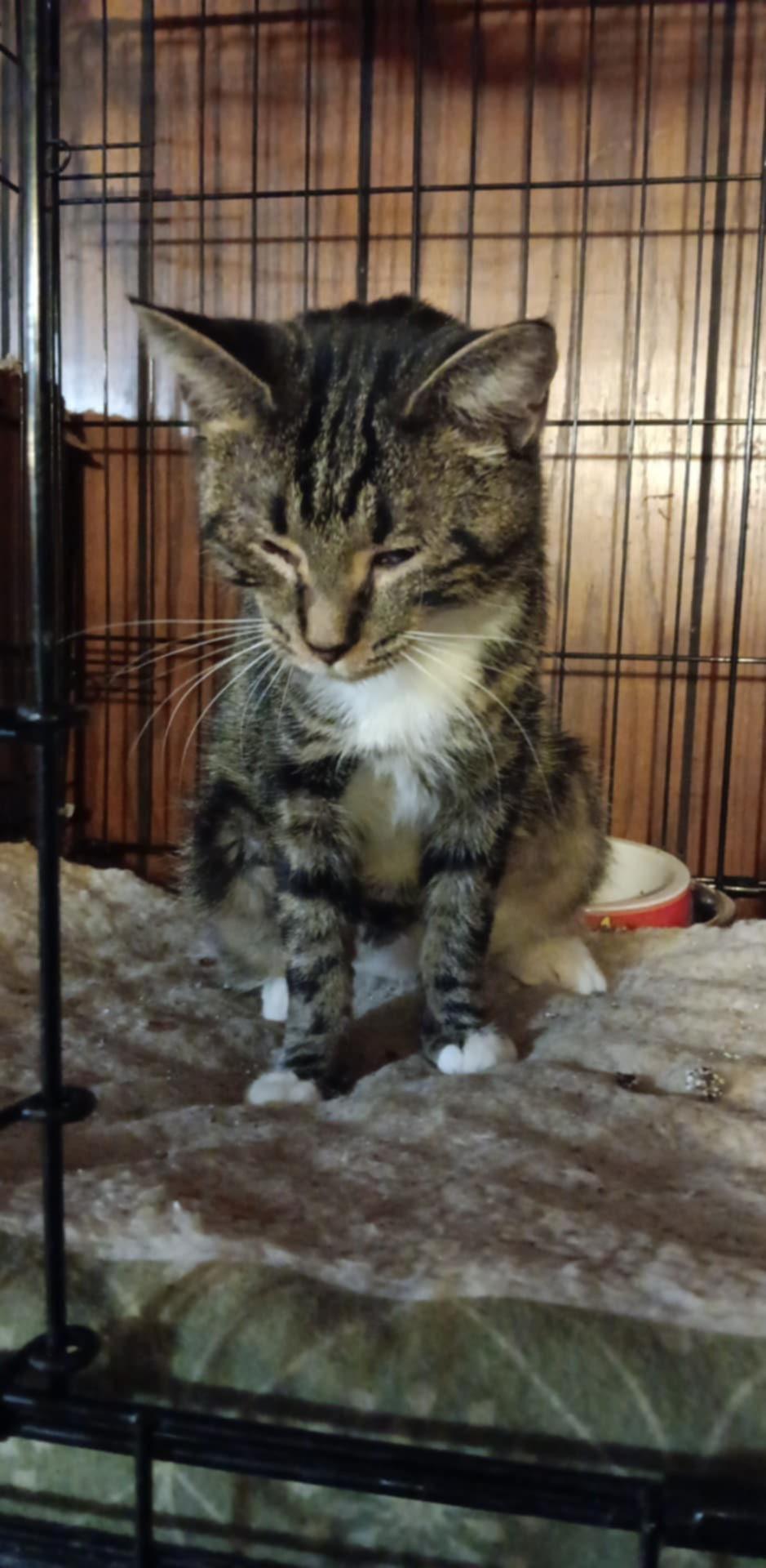 Enlarge Zz Momma Millie - Courtesy, a Adoptable mixed breed in Utica, MI image 1/1