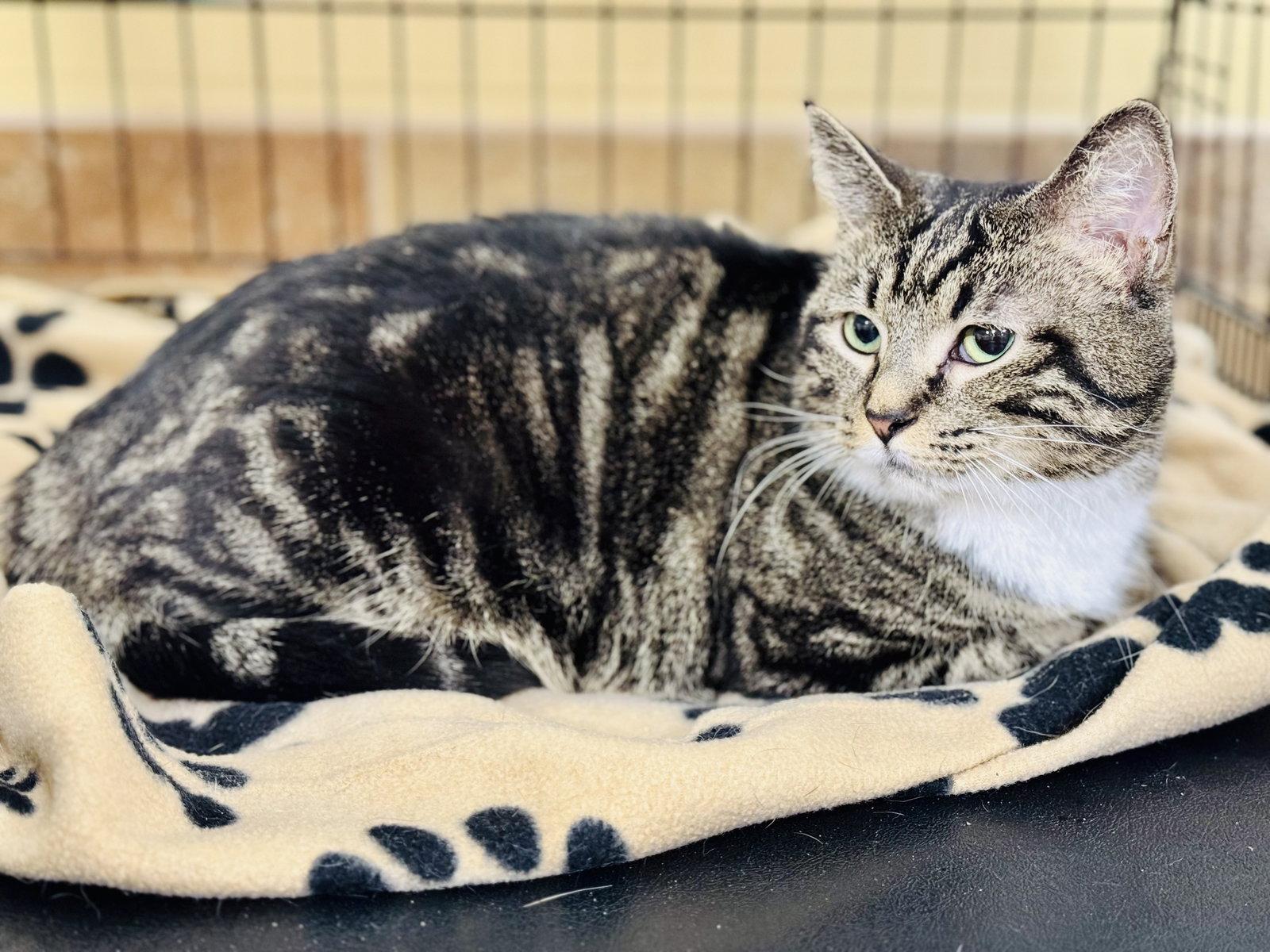 Enlarge Zz Momma Millie - Courtesy, a Adoptable mixed breed in Utica, MI image 3/3