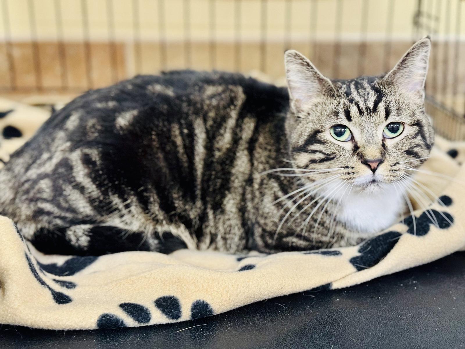 Enlarge Zz Momma Millie - Courtesy, a Adoptable mixed breed in Utica, MI image 3/3
