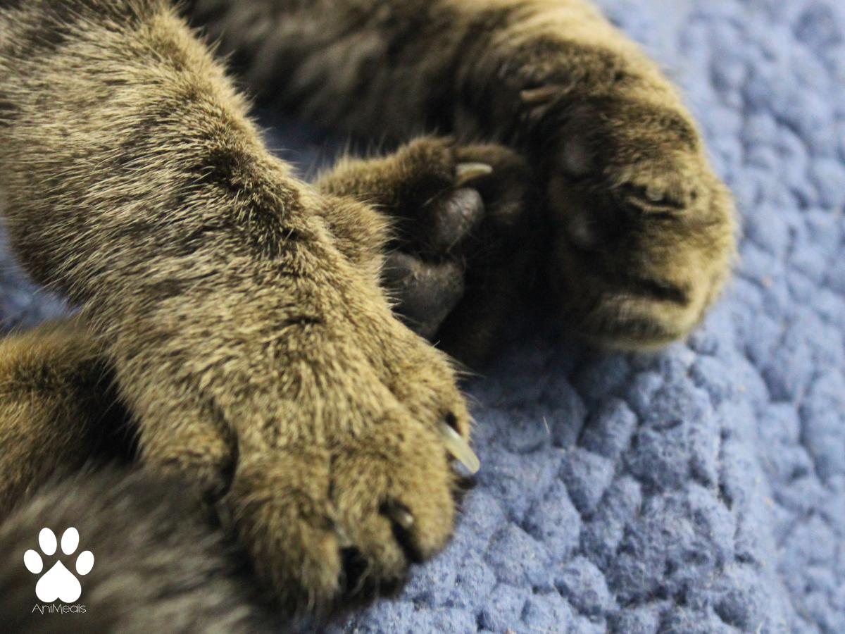 Thor, a ADOPTABLE Tabby in Missoula, MT image 3/4