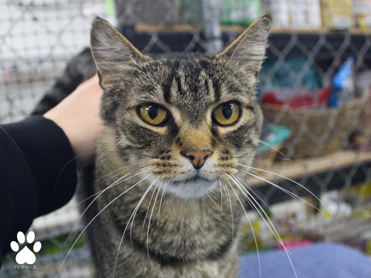 Thor, a ADOPTABLE Tabby in Missoula, MT image 2/4