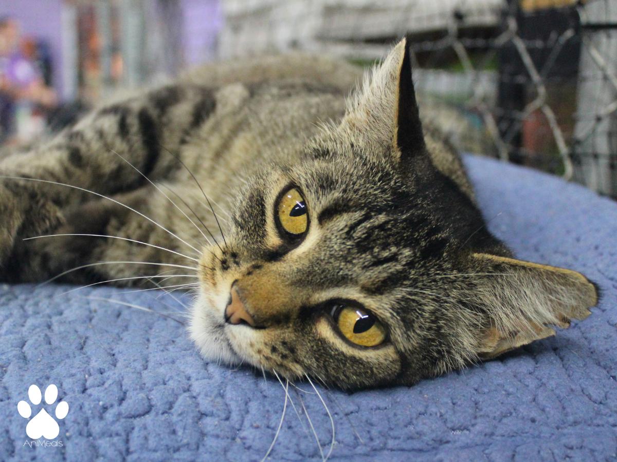 Thor, ADOPTABLE, Adult Male Tabby.