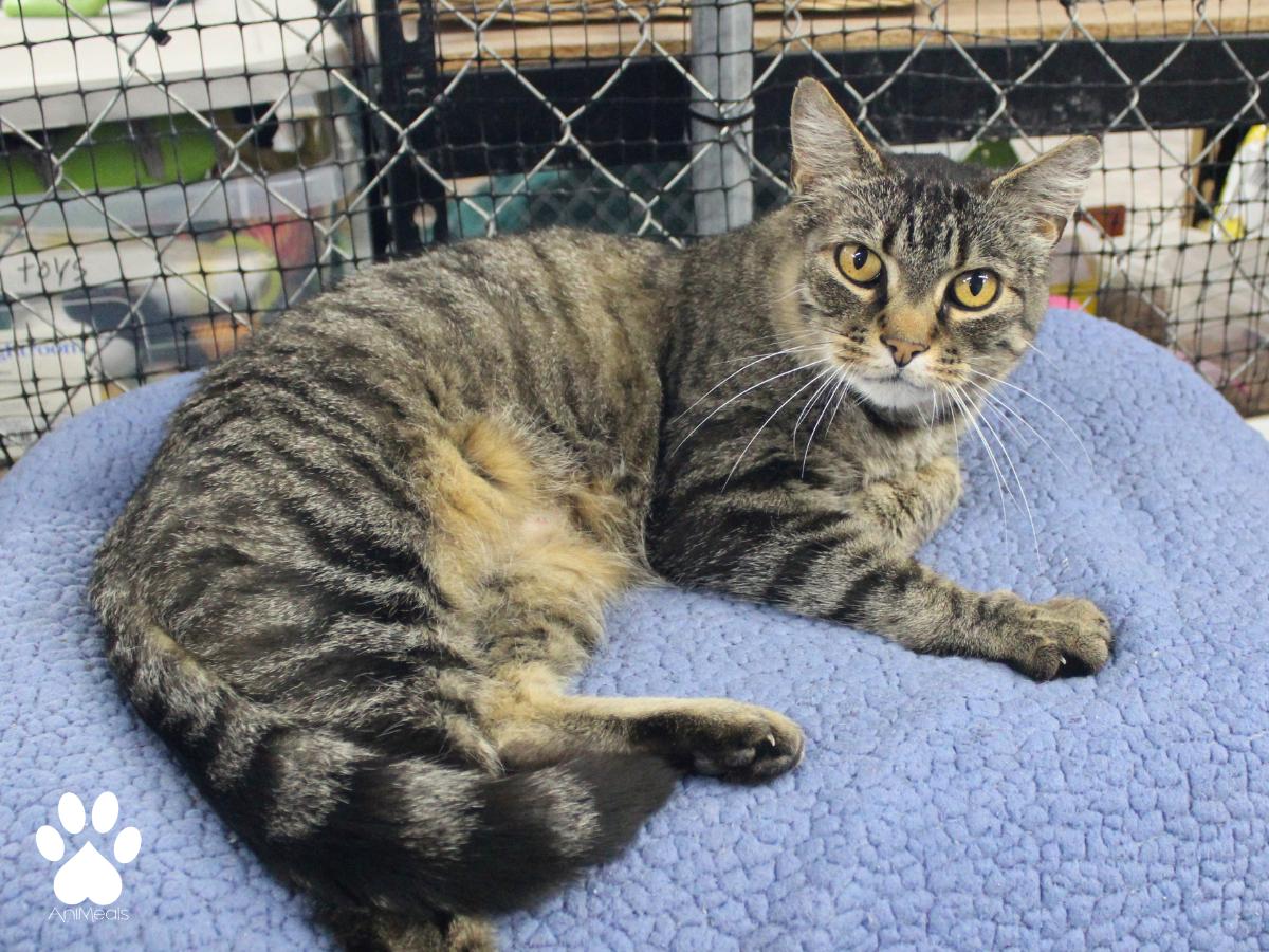 Thor, a ADOPTABLE Tabby in Missoula, MT image 4/4