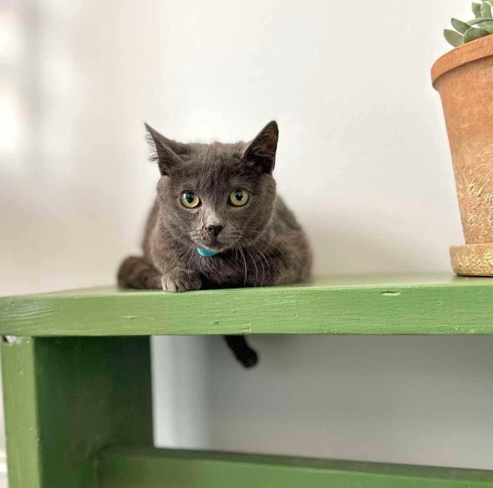 Enlarge Sky, a Adoptable Domestic Short Hair in Raleigh, NC image 1/6