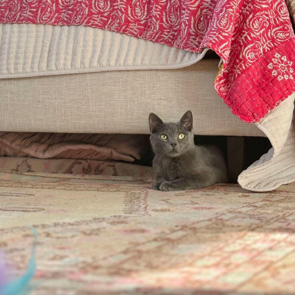 Enlarge Sky, a Adoptable Domestic Short Hair in Raleigh, NC image 2/6