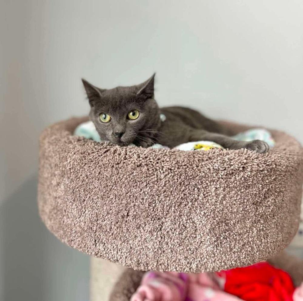 Enlarge Sky, a Adoptable Domestic Short Hair in Raleigh, NC image 3/6