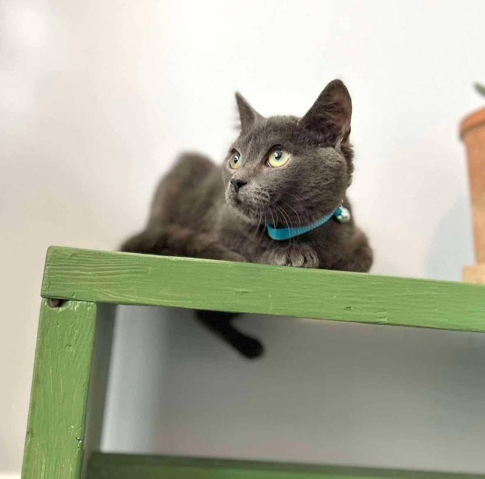 Enlarge Sky, a Adoptable Domestic Short Hair in Raleigh, NC image 4/6