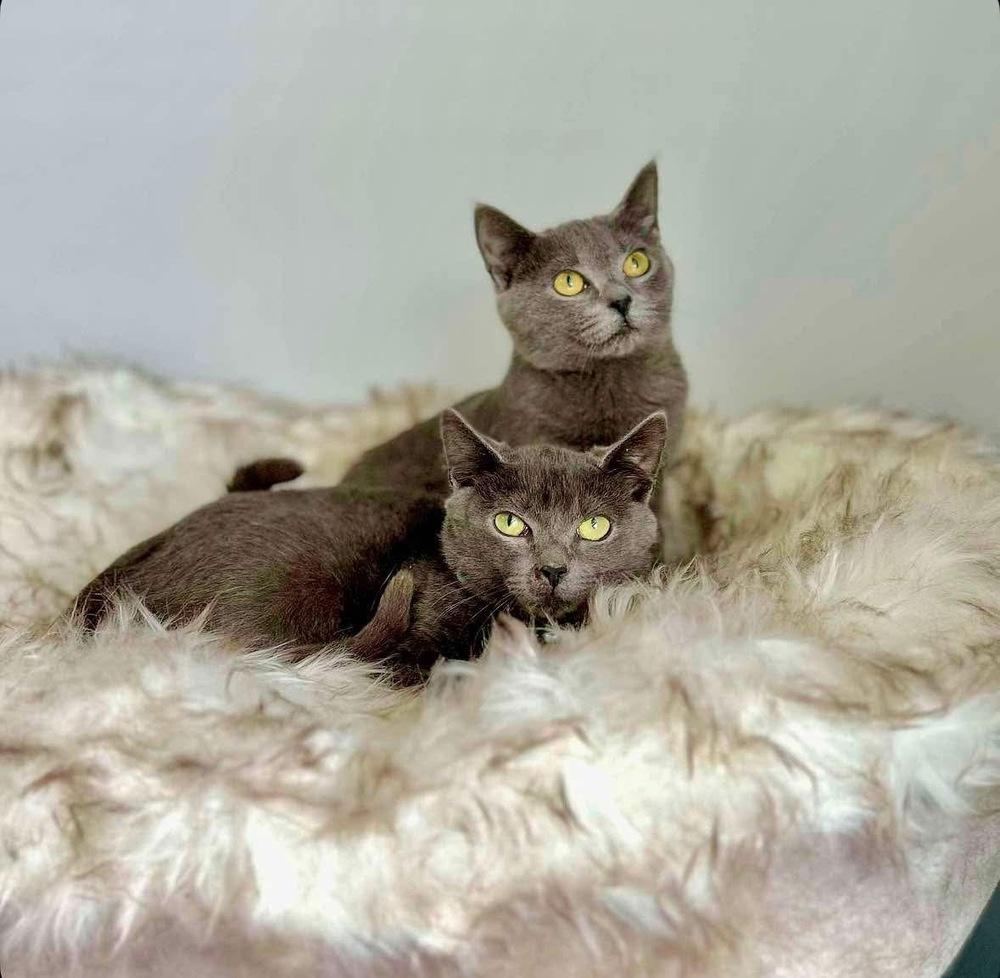 Enlarge Sky, a Adoptable Domestic Short Hair in Raleigh, NC image 5/6