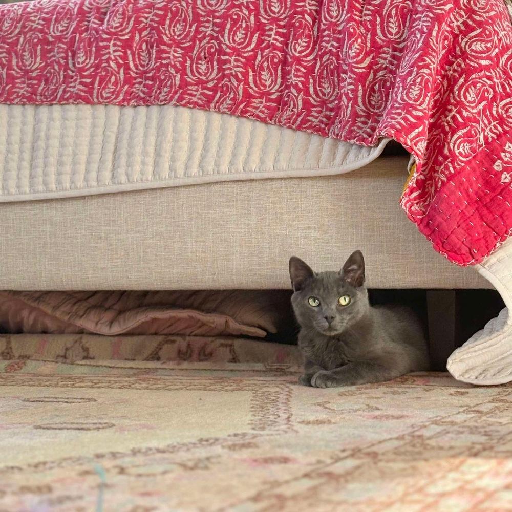Enlarge Sky, a Adoptable Domestic Short Hair in Raleigh, NC image 6/6
