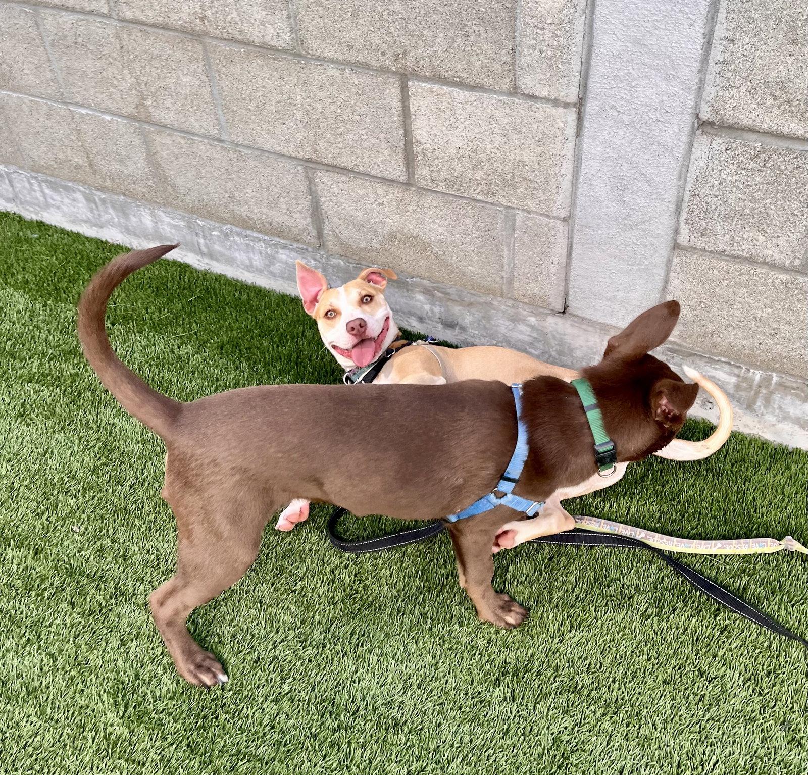 Enlarge Maia, a Adoptable Pit Bull Terrier in Burlingame, CA image 3/3