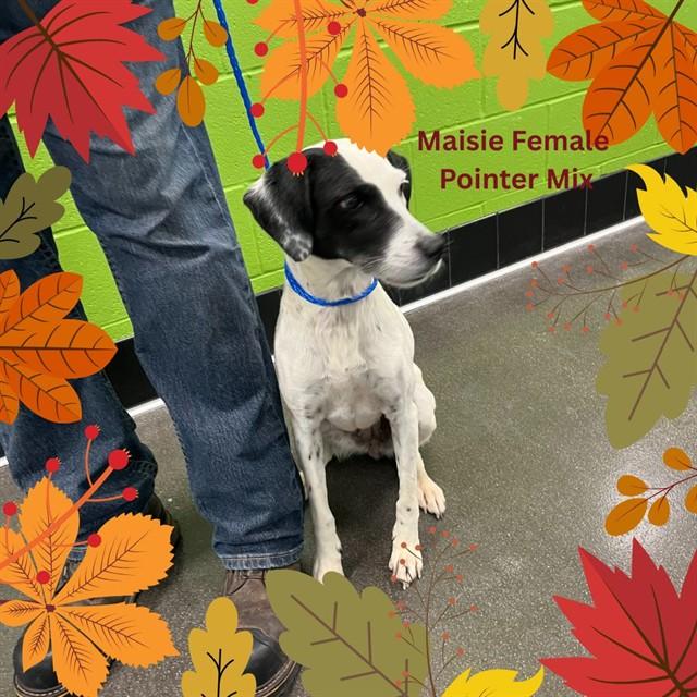 MAISIE, Adoptable, Adult Female German Shorthaired Pointer & Mixed Breed.