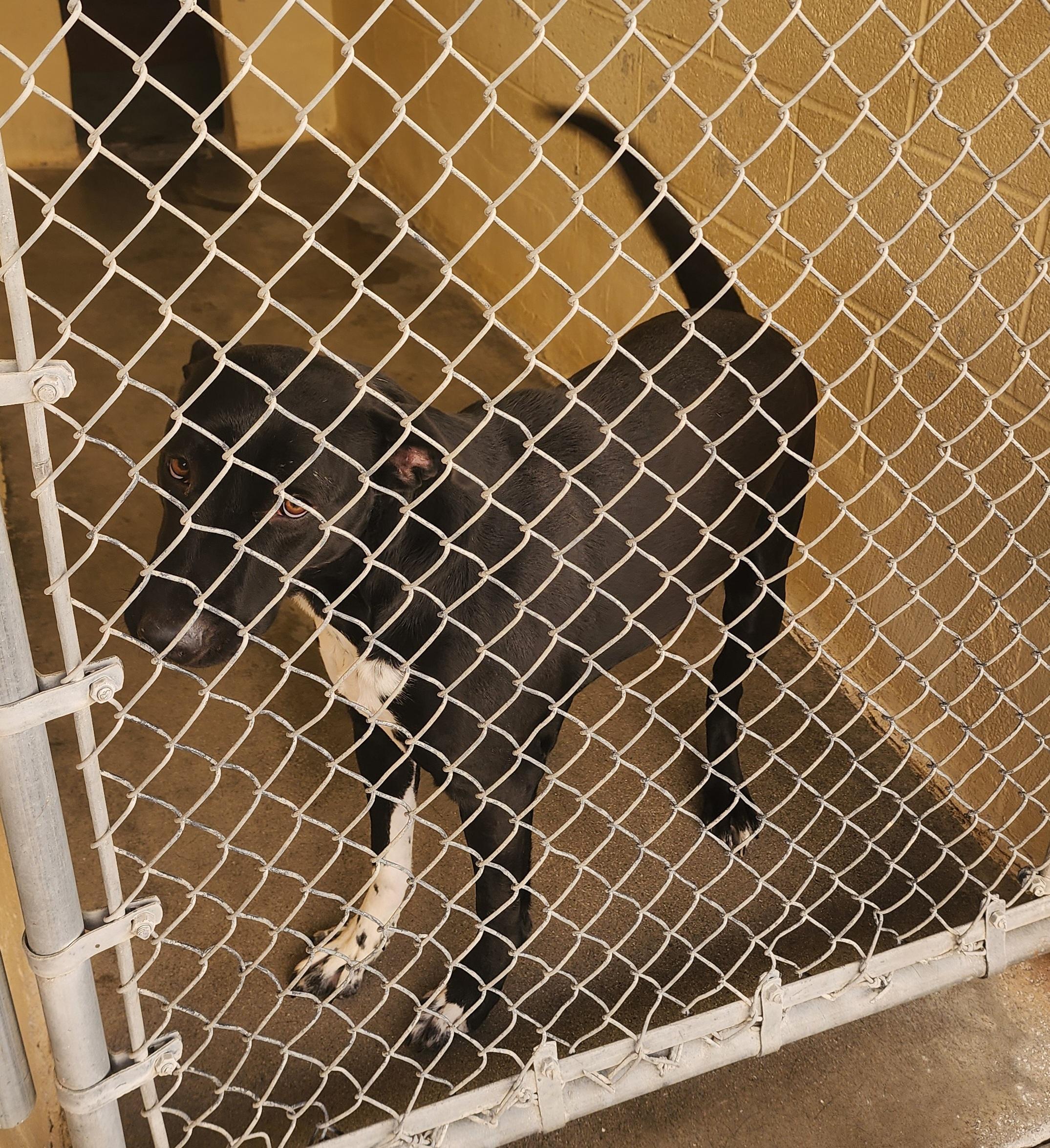 Enlarge 25-307, a ADOPTABLE mixed breed in Ridgecrest, CA image 1/1