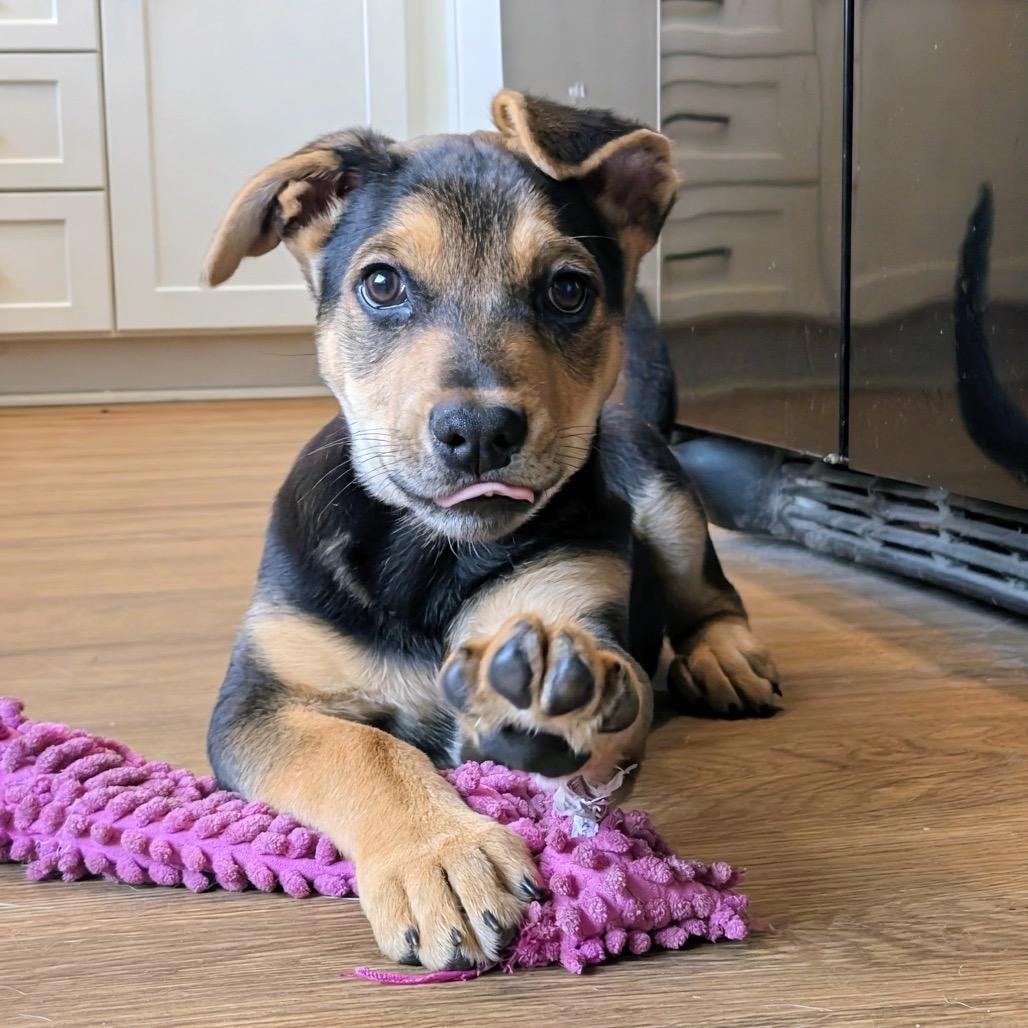 Enlarge Fritz, a Adoptable mixed breed in Sacramento, CA image 1/6