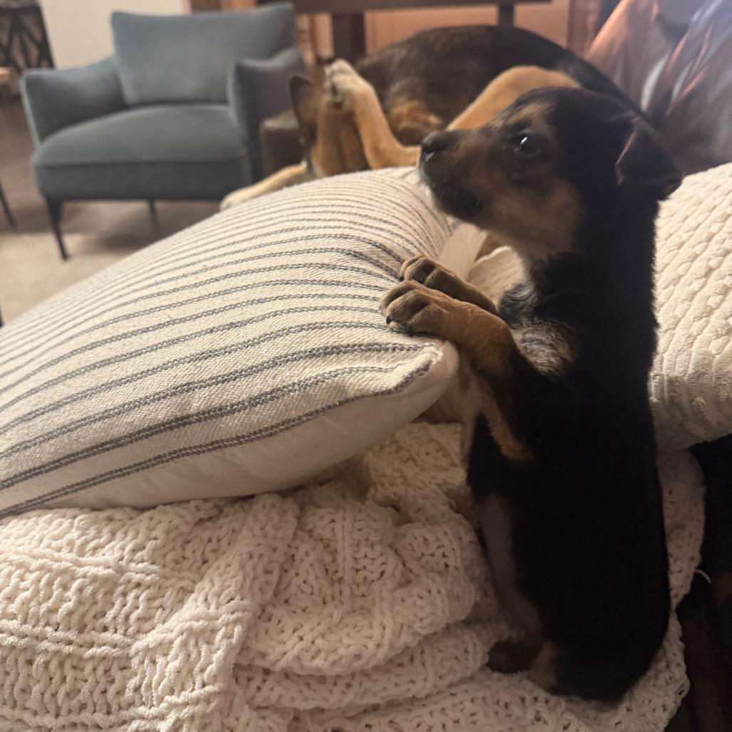 Enlarge Fritz, a Adoptable mixed breed in Sacramento, CA image 2/6