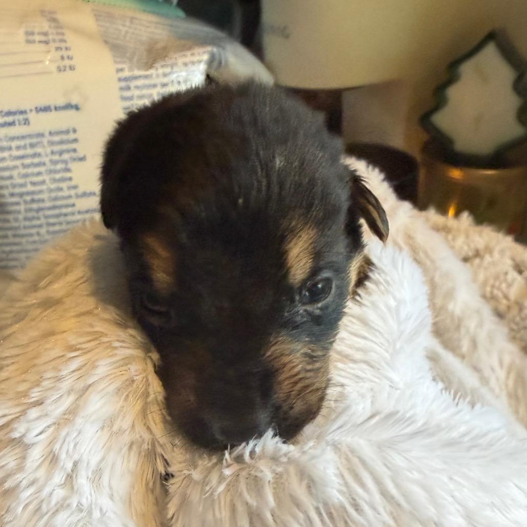 Enlarge Fritz, a Adoptable mixed breed in Sacramento, CA image 3/6