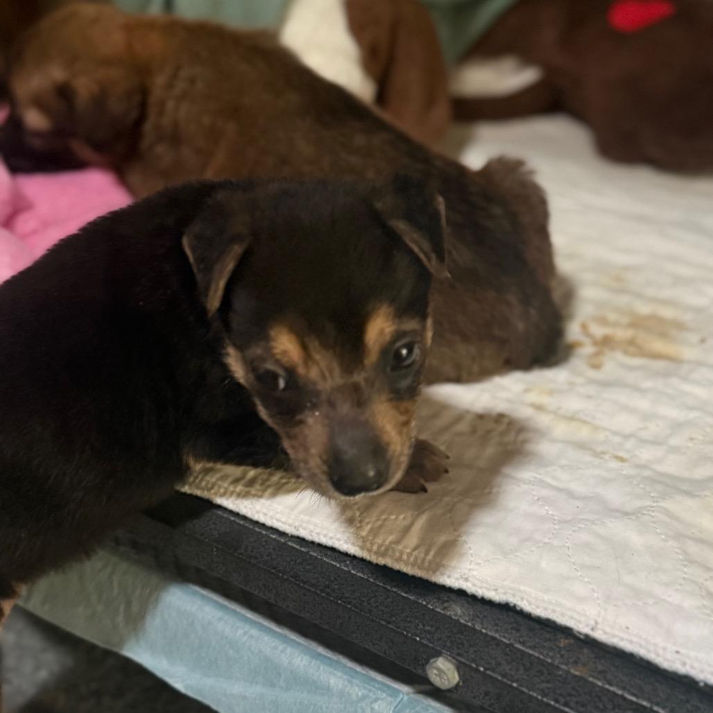 Enlarge Fritz, a Adoptable mixed breed in Sacramento, CA image 4/6