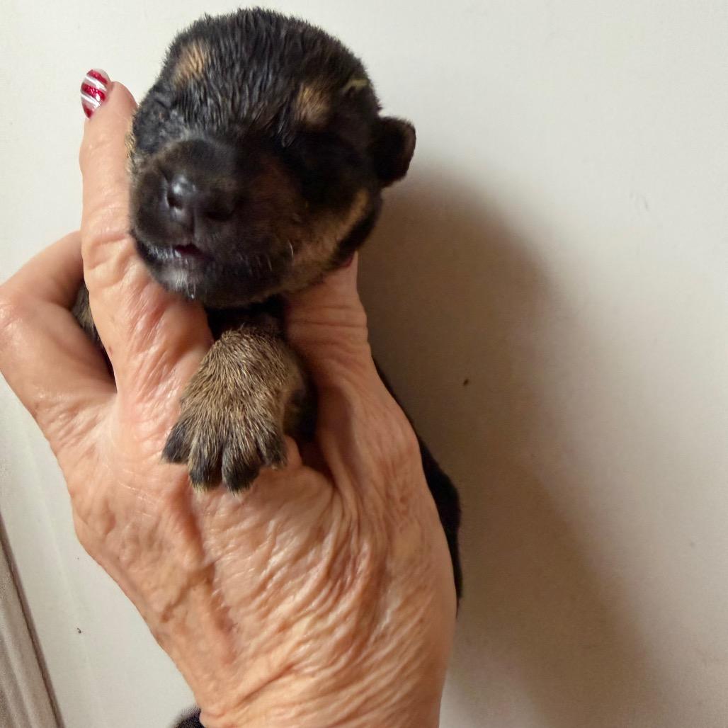 Enlarge Fritz, a Adoptable mixed breed in Sacramento, CA image 5/6