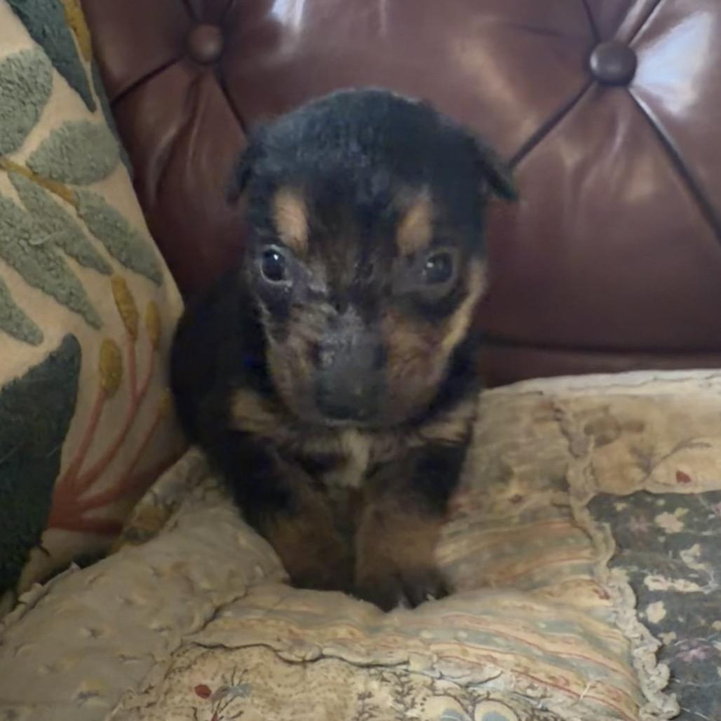 Enlarge Fritz, a Adoptable mixed breed in Sacramento, CA image 6/6