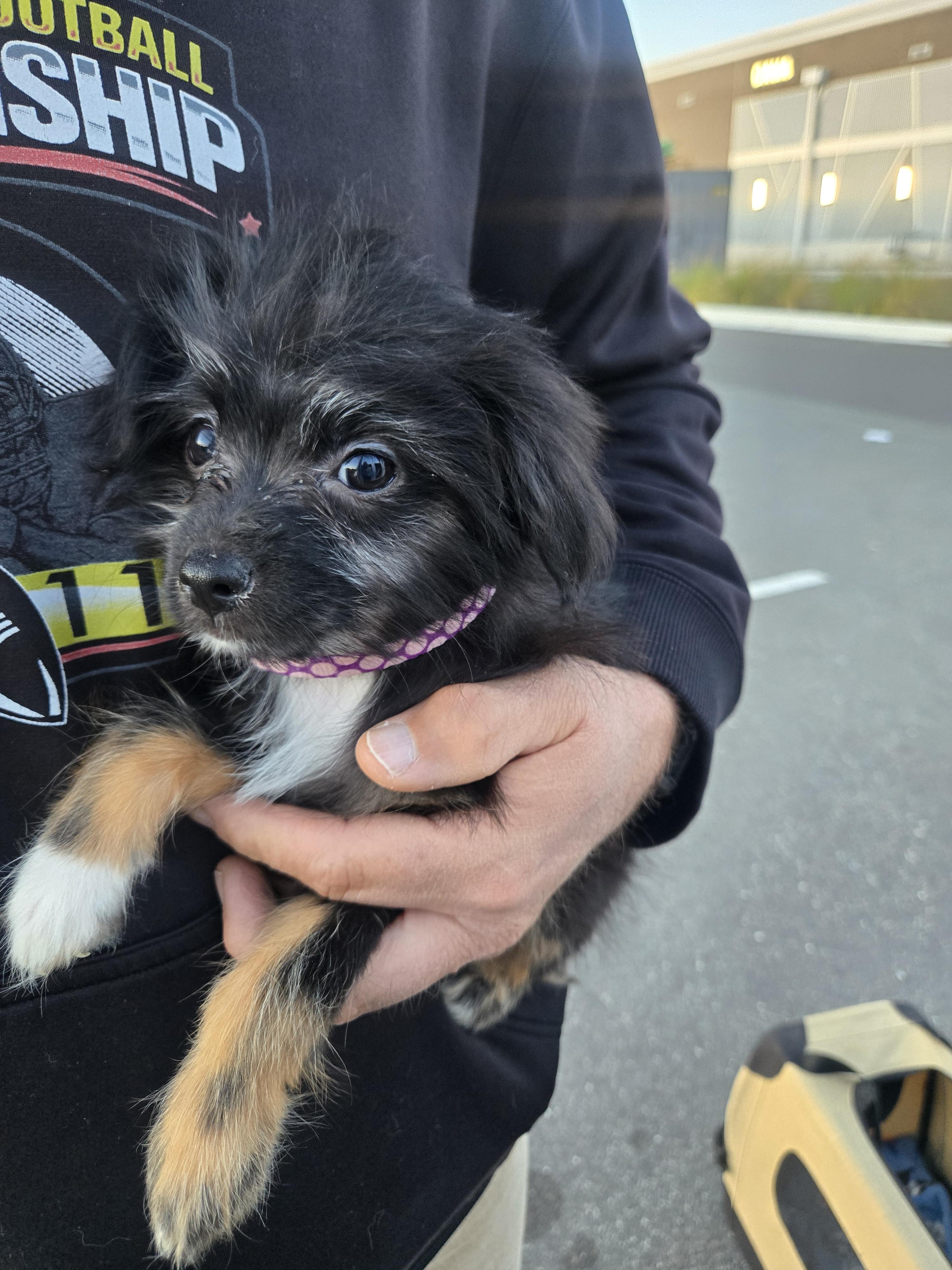 Digit, Adopted, Young Male Maltese & Yorkshire Terrier.