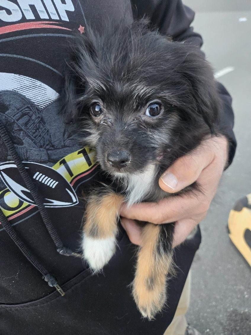 Enlarge Digit, a Adopted mixed breed in Bradenton, FL image 4/6