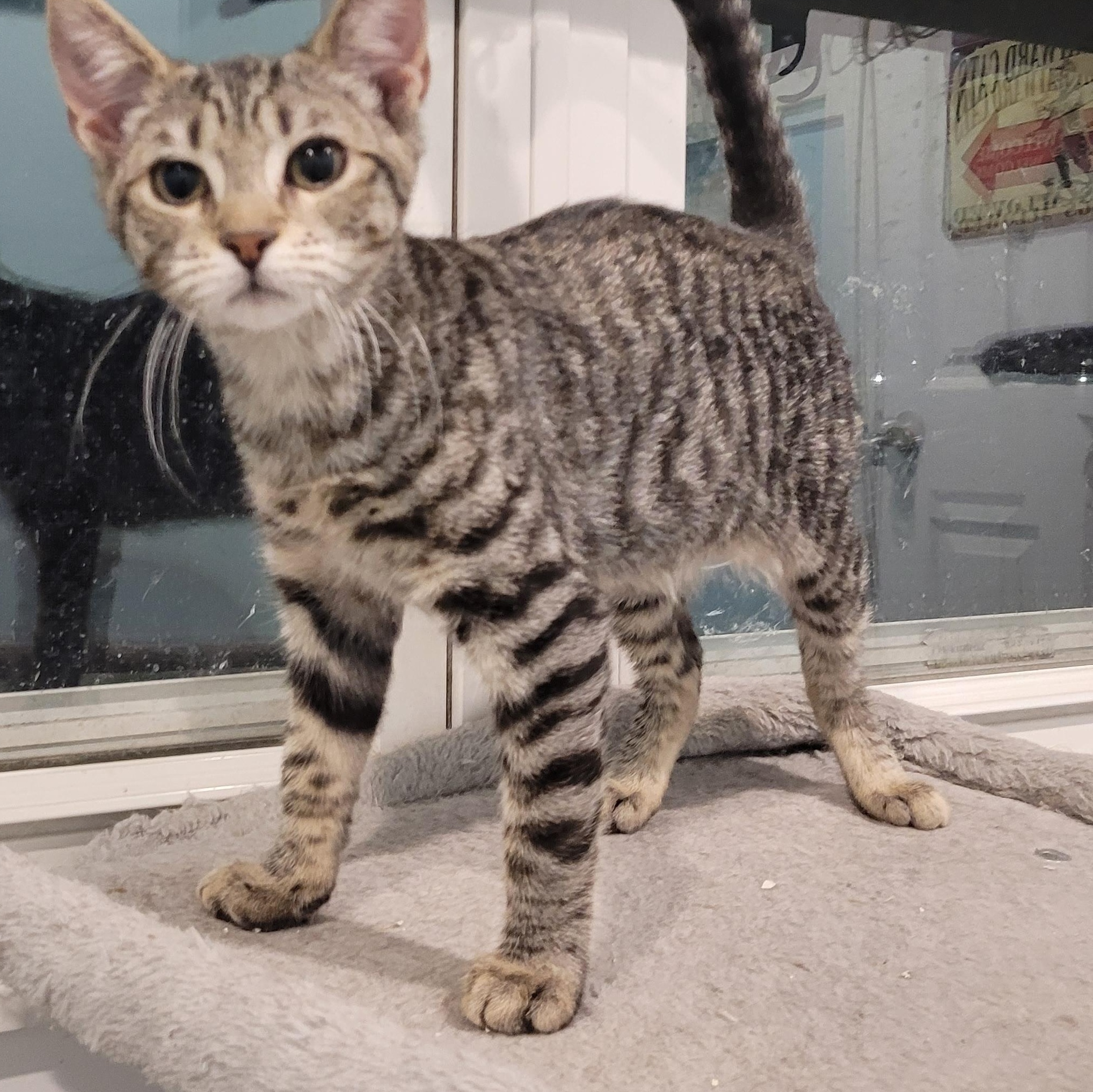 Enlarge Raimi, an adopted Tabby in Maple Shade, NJ image 1/5