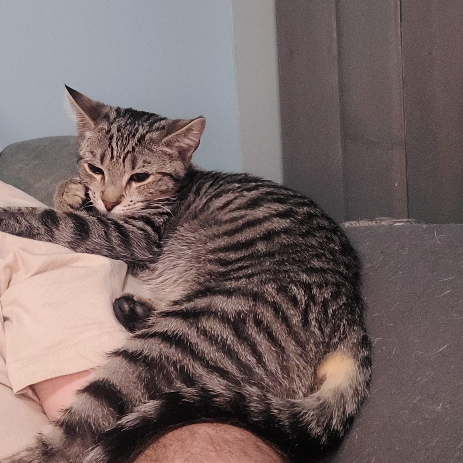 Enlarge Raimi, an adopted Tabby in Maple Shade, NJ image 3/5