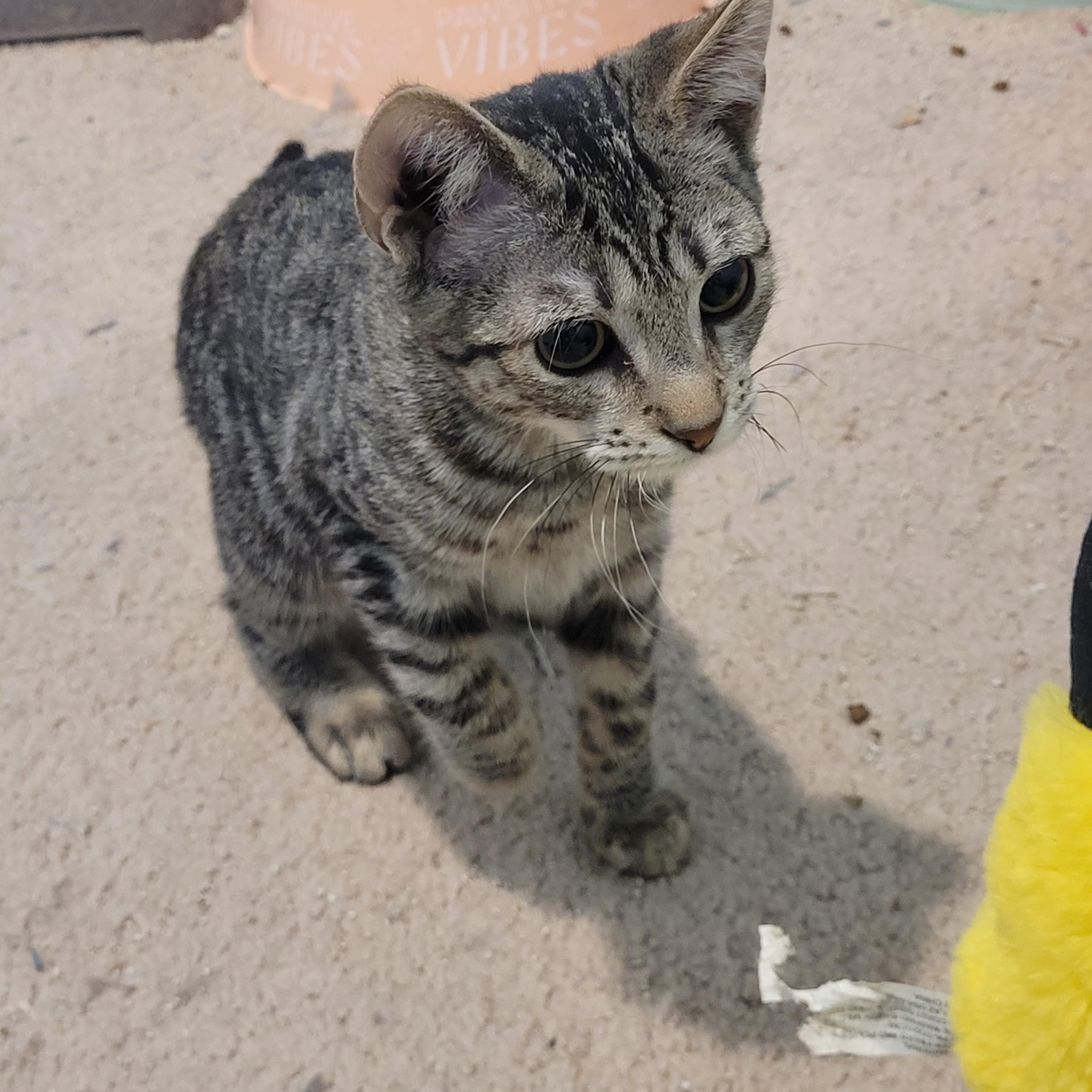 Enlarge Raimi, an adopted Tabby in Maple Shade, NJ image 4/5