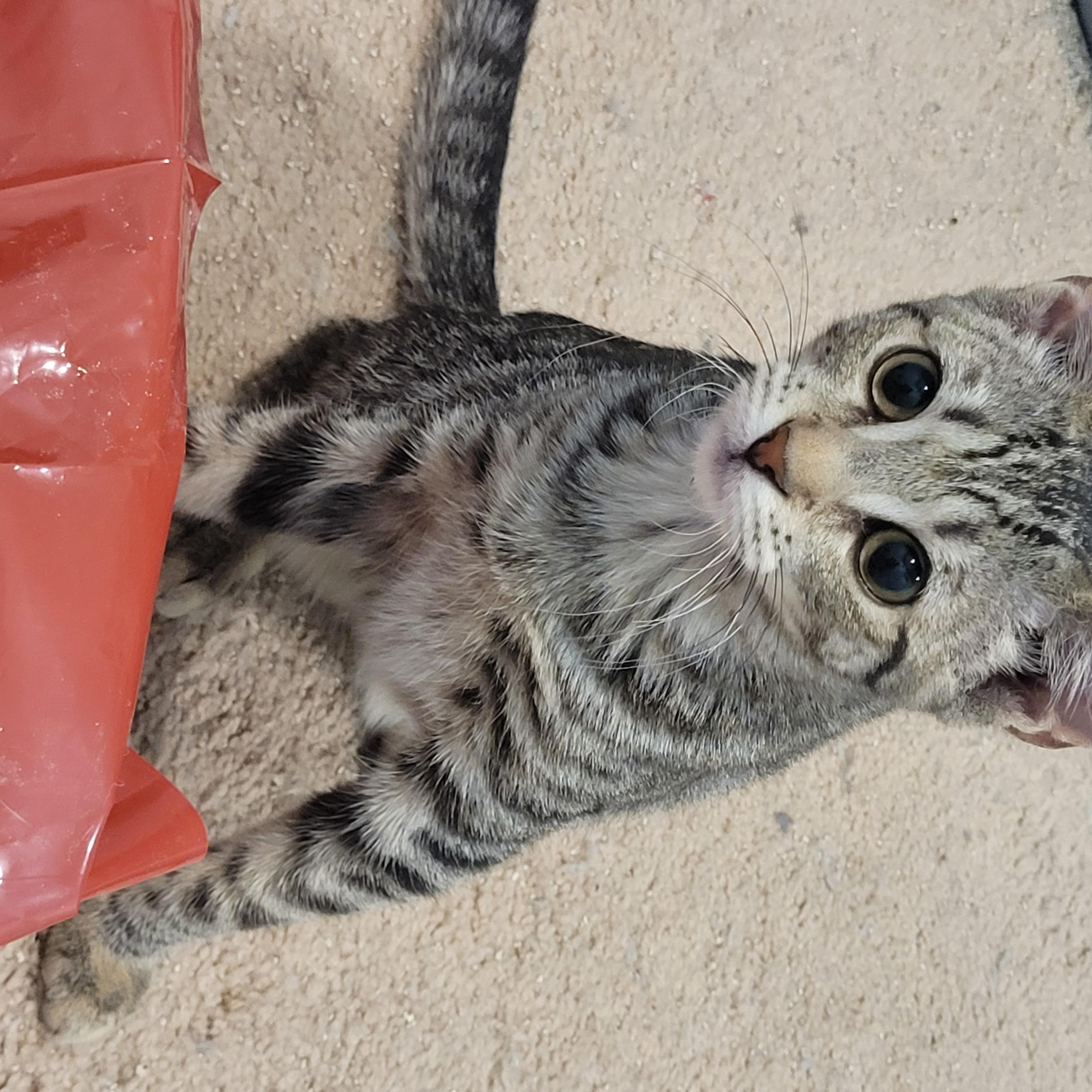 Enlarge Raimi, an adopted Tabby in Maple Shade, NJ image 2/5