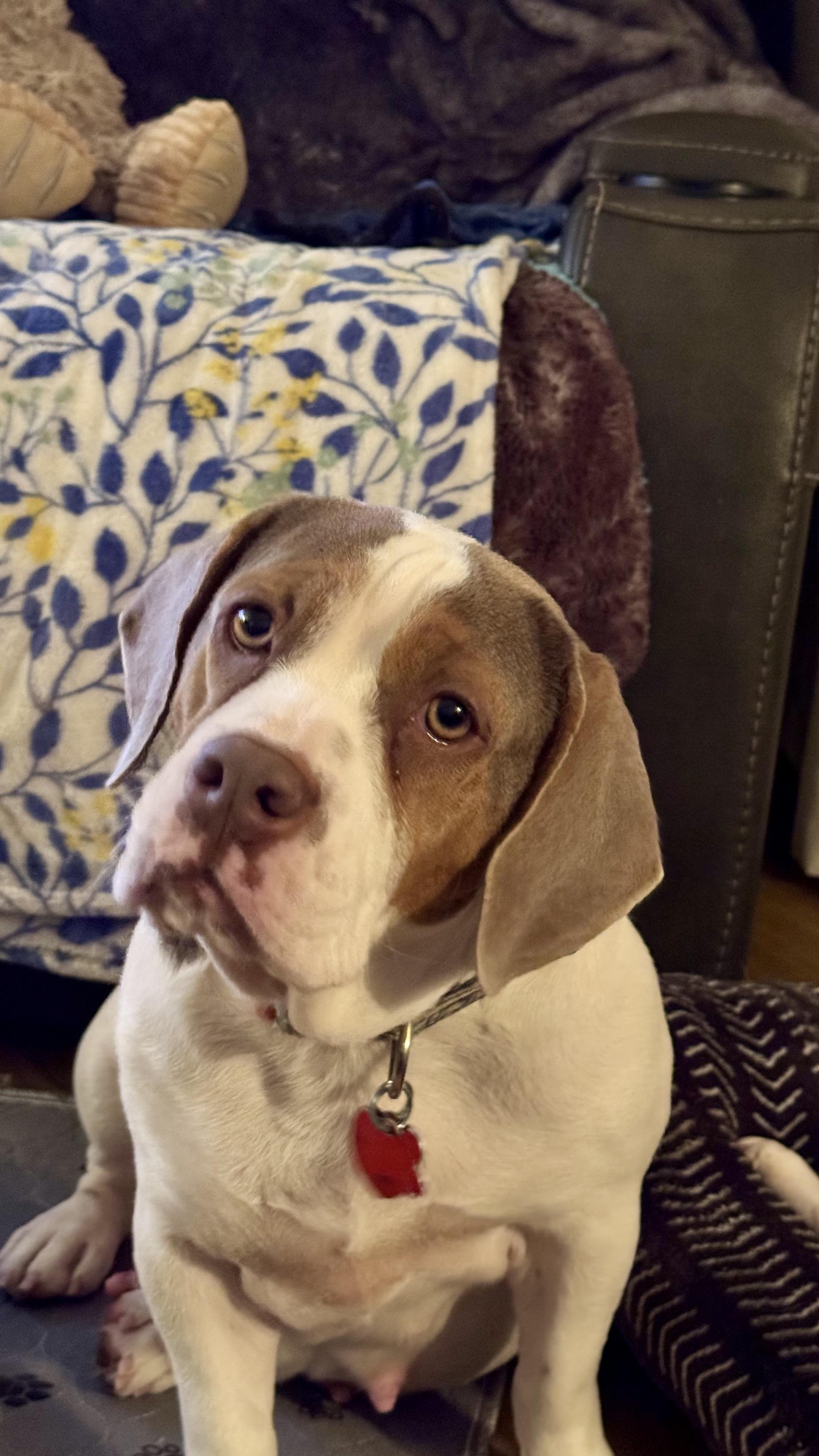 Lilly, Adoptable, Adult Female English Bulldog & Beagle.