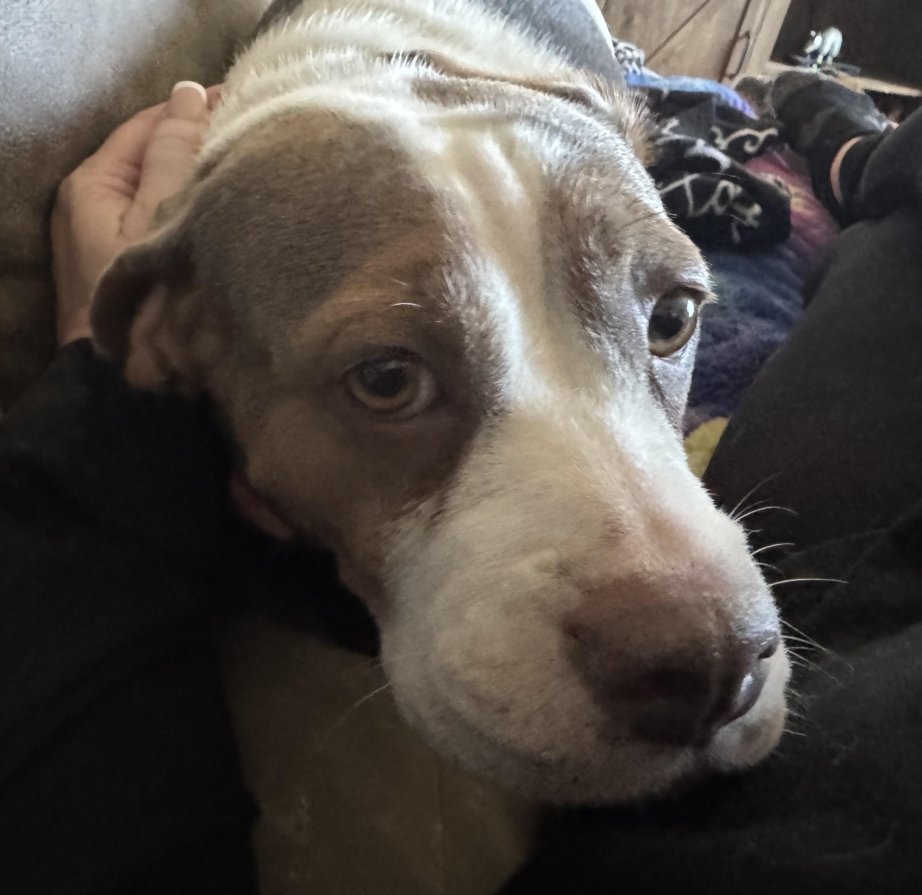 Lilly, Adoptable, Adult Female English Bulldog & Beagle.
