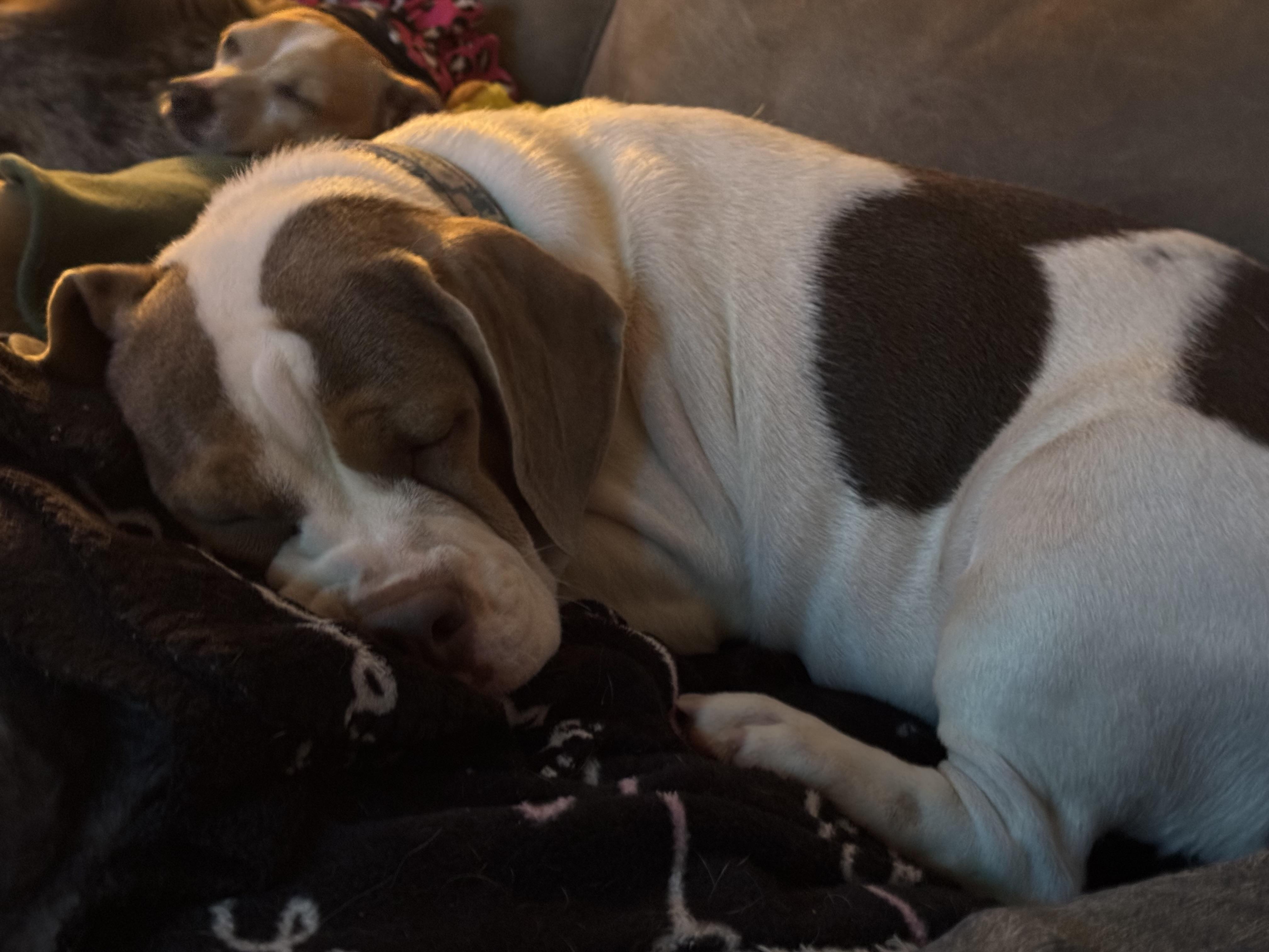 Enlarge Lilly, an adoption pending mixed breed in North Freedom, WI image 2/2