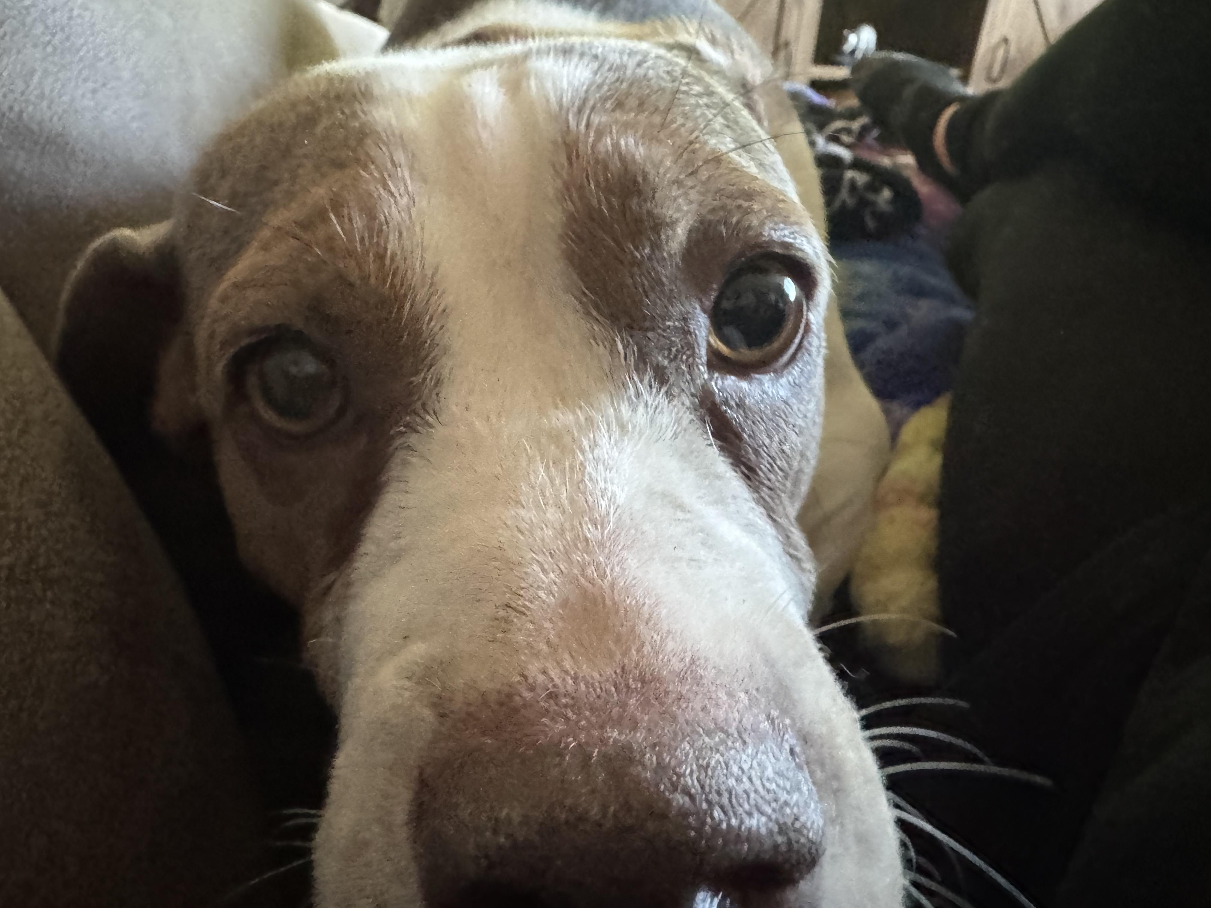 Enlarge Lilly, a Adoptable mixed breed in North Freedom, WI image 2/2