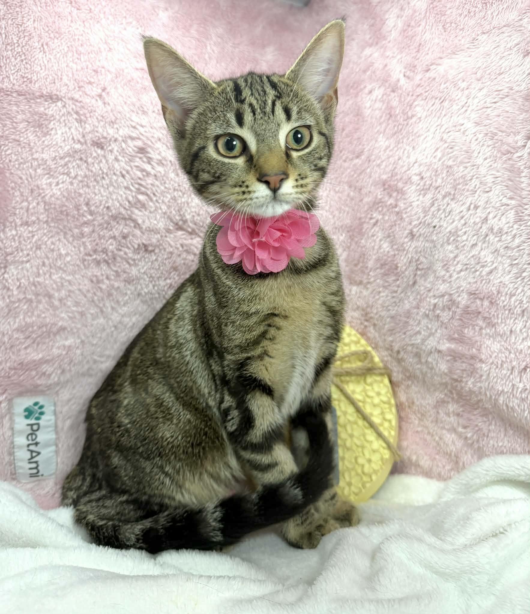 Enlarge Jenissa , a ADOPTABLE Domestic Short Hair in Tavares, FL image 2/2