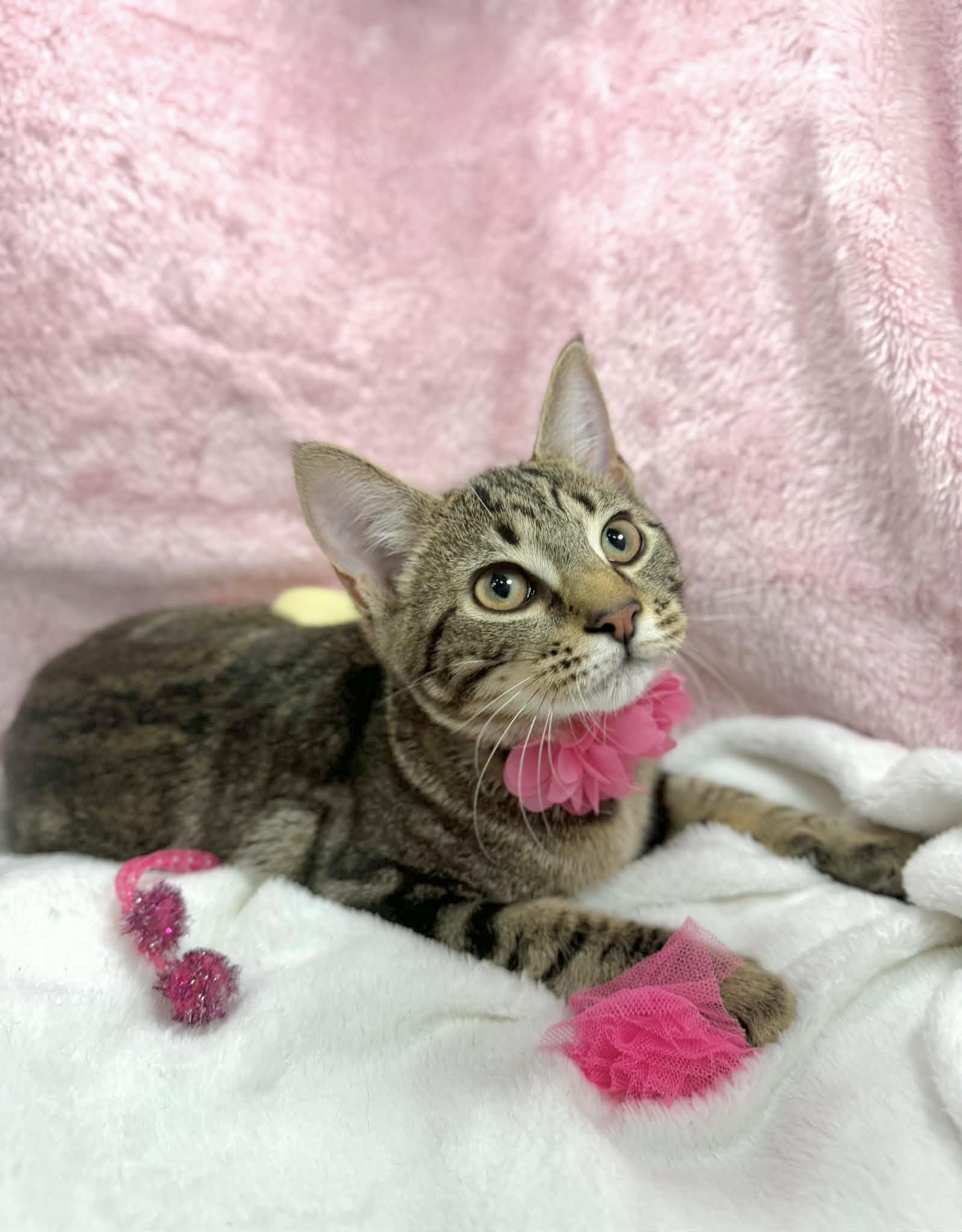 Jenissa , ADOPTABLE, Young Female Domestic Short Hair.