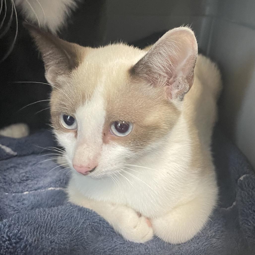 Enlarge Suzy, a Adoptable Siamese in Green Forest, AR image 1/1