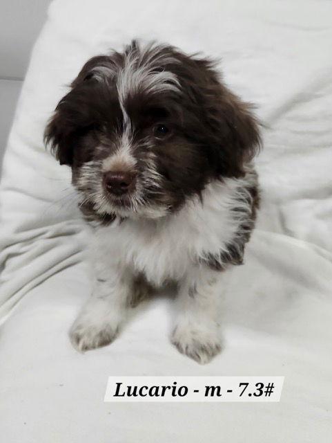 Lucario, Adopted, Puppy Male Shih Tzu & Australian Shepherd.