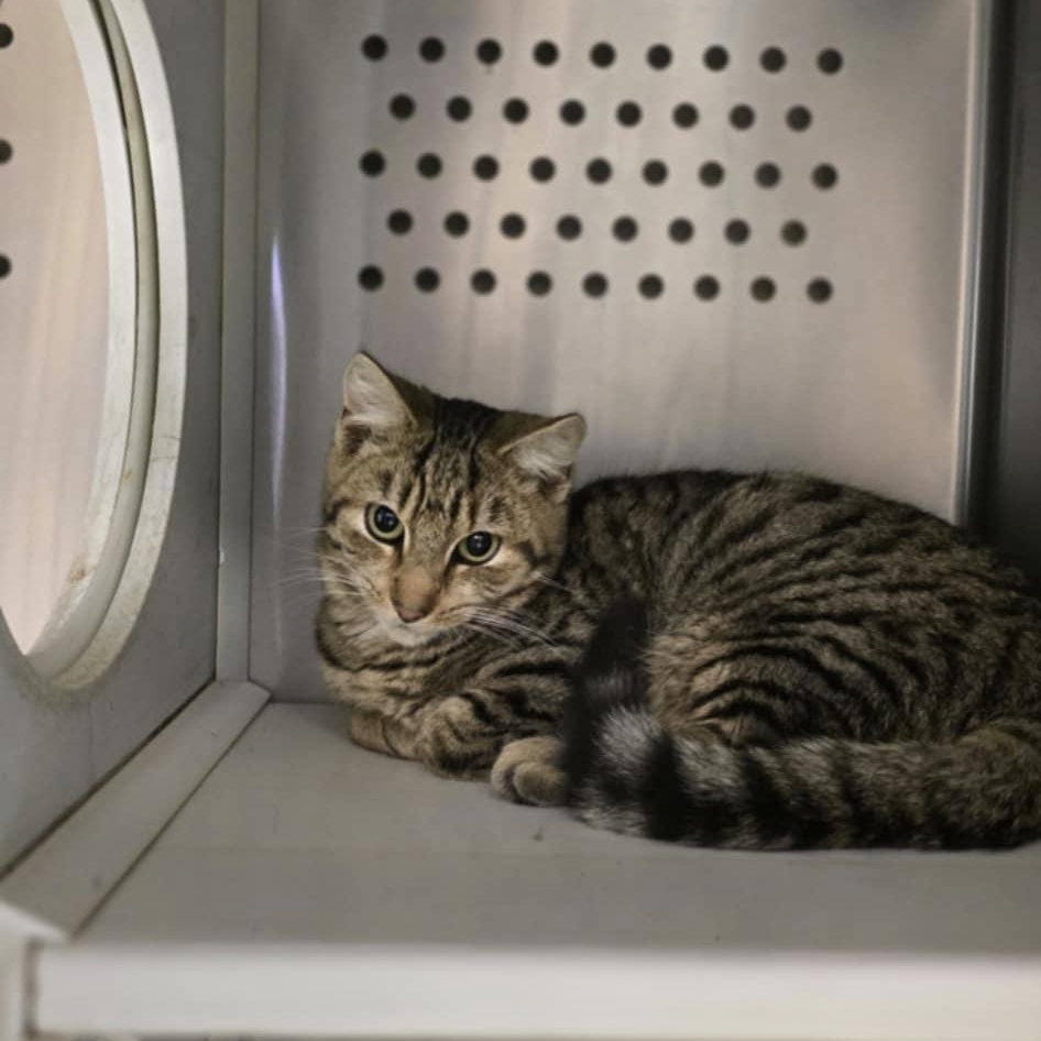 Willie, a Adoptable Domestic Short Hair in Orange, VA image 1/2