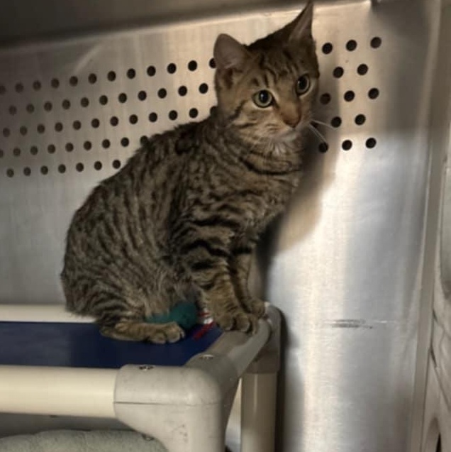 Willie, a Adoptable Domestic Short Hair in Orange, VA image 2/2