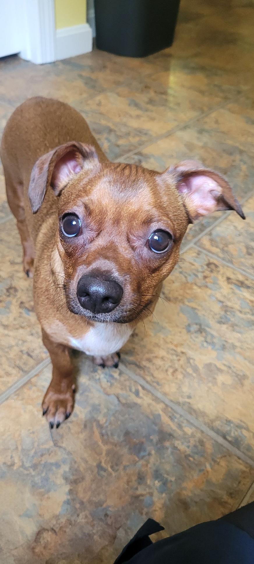 Enlarge Benny, an adopted mixed breed in North Grosvenordale, CT image 1/1