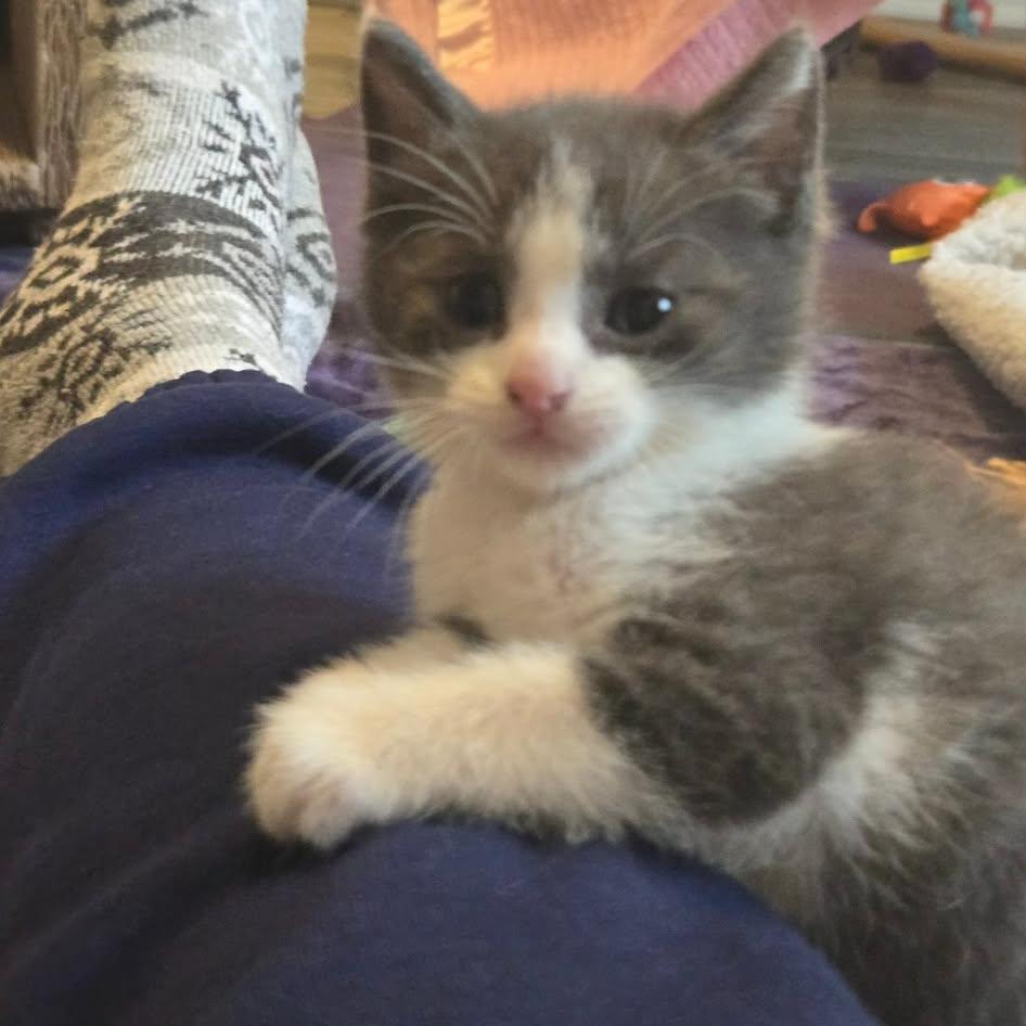 Enlarge Joey - Confident & Outgoing!, a Adoptable Domestic Short Hair in Hamilton, ON image 2/3