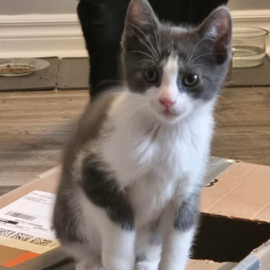 Enlarge Joey - Confident & Outgoing!, a Adoptable Domestic Short Hair in Hamilton, ON image 3/3